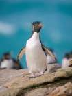 Rockhopper penguin during spring on Saunders Island, Falkland Islands. Art Print